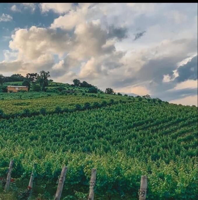 Casa Vigneto Octavio No Vale Dos Vinhedos Villa Bento Gonçalves Eksteriør bilde